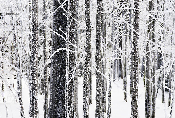 Vereiste Baumstämme im winterlichen Wald  Harz  Niedersachsen  Deutschland  Europa