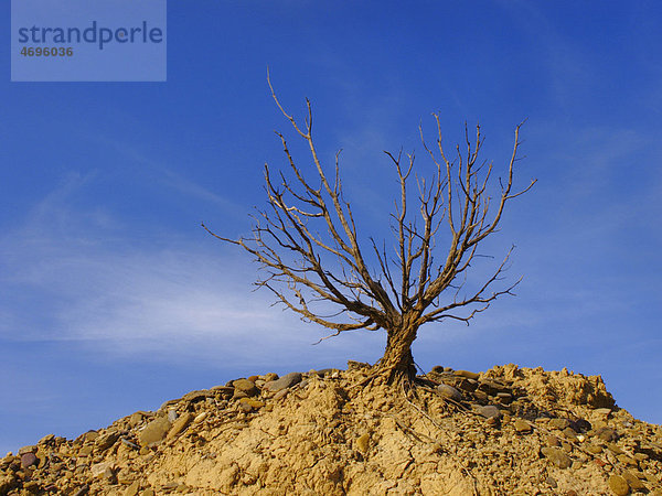 Dry tree in Bardenas Reales  Navarre  Spain  Europe