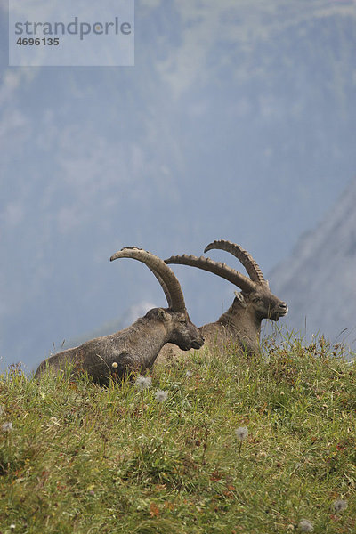 Alpine ibex (Capra ibex)  Toggenburg  Canton St. Gallen  Switzerland  Europe