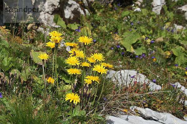 Großblütige Gemswurz (Doronicum grandiflorum)  Toggenburg  Schweiz  Europa