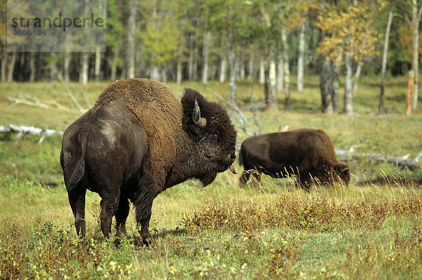 Amerikanischer Bison  Büffel (Bison bison)  Bulle  Elk Island Park  Alberta  Kanada