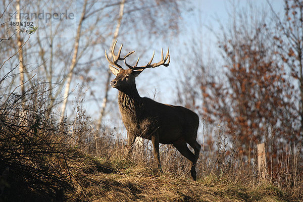 Rothirsch (Cervus elaphus) im Herbst  Allgäu  Bayern  Deutschland  Europa