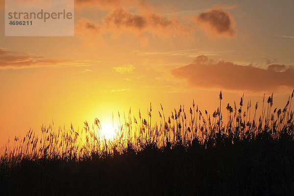 Sonnenuntergang hinter Zuckerrohr-Pflanzen  Beau-Bassin  Mauritius  Afrika