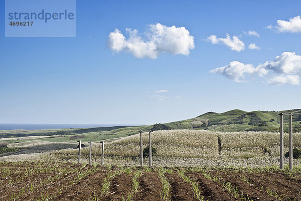 Zuckerrohrplantagen  Chemin Grenier im Süden von Mauritius  Afrika