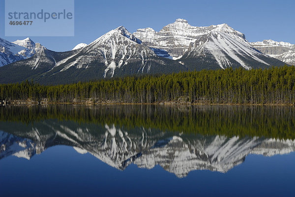 Spiegelung des Mt. Niblock im Herbert Lake  Banff Nationalpark  Rocky Mountains  Alberta  Kanada