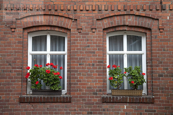 Windows with flowering geraniums  brick facade  Spreewald region  Brandenburg  Germany  Europe