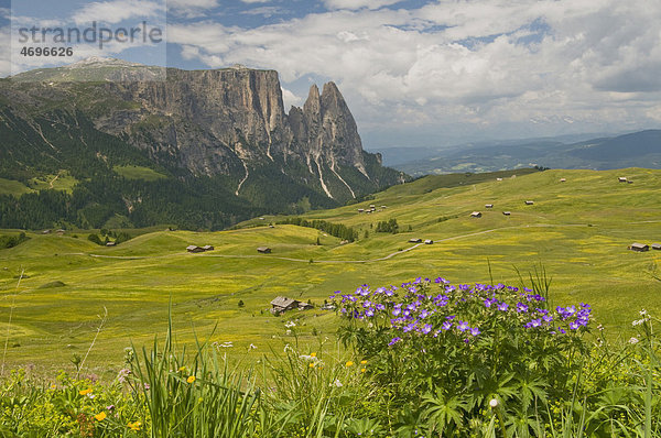 Wiesenstorchschnabel (Geranium pratense) vor dem Schlern  Seiser Alm  Dolomiten  Südtirol  Italien  Europa