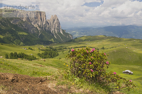 Alpenrose (Rhododendron ferrugineum) vor dem Schlern  Seiser Alm  Dolomiten  Südtirol  Italien  Europa