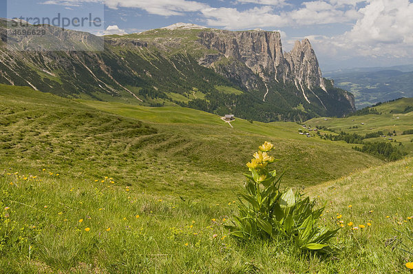 Tüpfelenzian (Gentiana punctata) vor dem Schlern  Seiser Alm  Südtirol  Italien  Europa