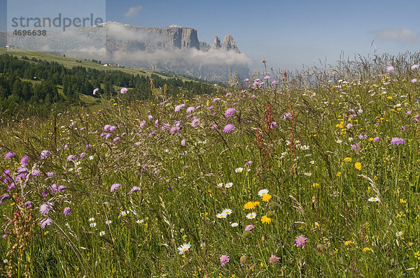 Blumenwiese vor dem Schlern  Seiser Alm  Südtirol  Italien  Europa
