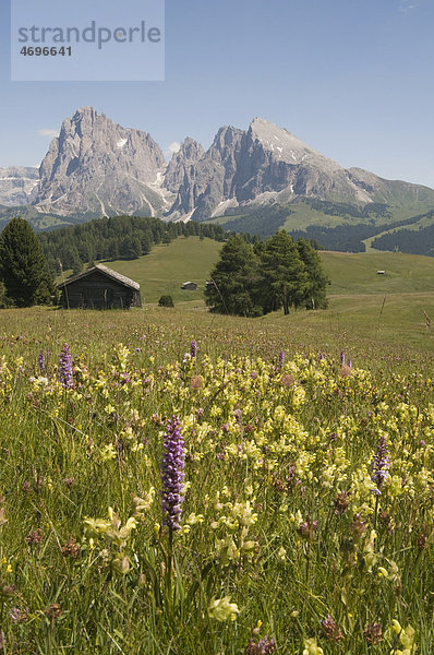 Mückenhändelwurz (Gymnadenia conopsea) vor Plattkofel und Langkofel  Seiser Alm  Südtirol  Italien  Europa