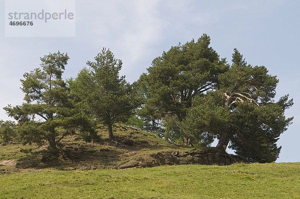 Kieferngruppe (Pinus sylvestris) auf der Seiser Alm  Dolomiten  Südtirol  Italien  Europa
