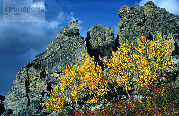 Zitterpappeln (Populus tremula) im Denali Nationalpark  Alaska  USA