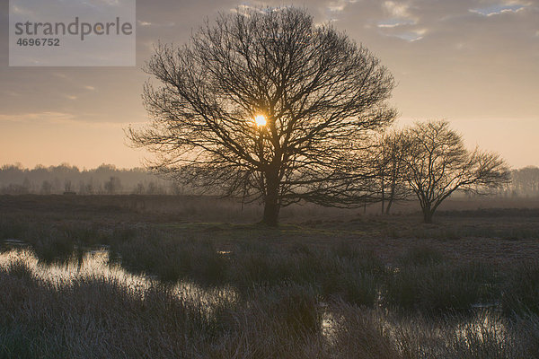 Sonnenaufgang im holländischen Hochmoorreservat Bargerveen  Holland  Niederlande  Europa