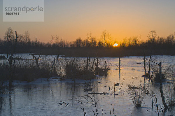 Sonnenuntergang im winterlichen Moor  Bargerveen  Holland  Niederlande  Europa