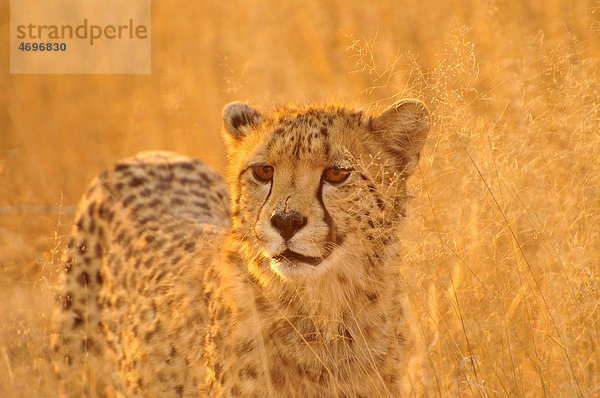 Gepard (Acinonyx jubatus) im hohen Gras des Kgalagadi Transfrontier Parks  Kalahari  Südafrika  Afrika