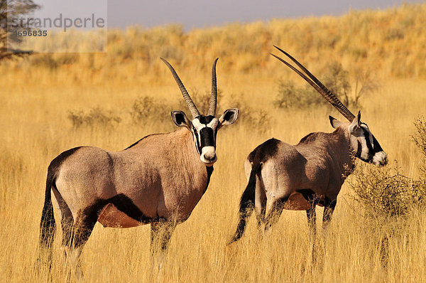 Oryx-Antilopen oder Spießböcke (Oryx gazella) im hohen Gras des Kgalagadi Transfrontier Parks  Kalahari  Südafrika  Afrika