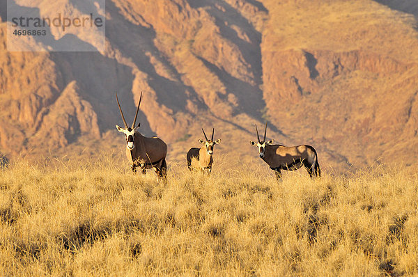 Spießböcke oder Gemsböcke (Oryx gazella) im hohen Gras des Namib Rand Nature Reserve  Namib-Wüste  Namibia  Afrika