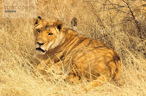 Löwin (Panthera leo) im hohen Gras des Etosha-Nationalparks  Namibia  Afrika