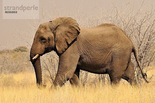 Elefant (Loxodonta africana) im hohen Gras des Etosha-Nationalparks  Namibia  Afrika