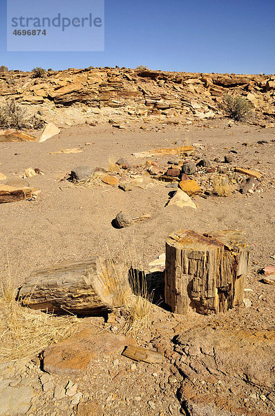 Versteinerte Bäume in den Mik-Bergen  Damaraland  Namibia  Afrika