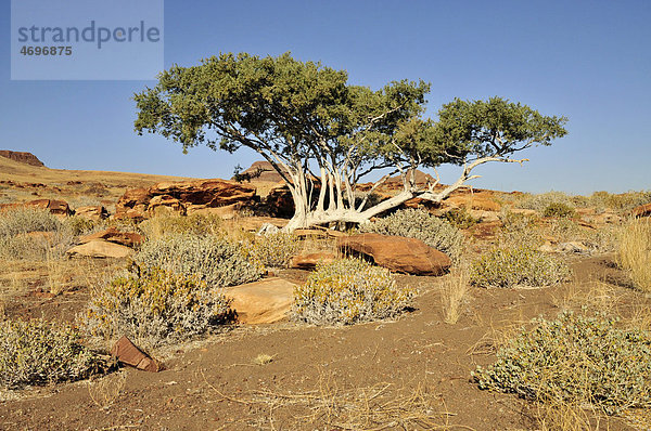 Hirtenbaum  Weißrindenbaum oder Schäferbaum (Boscia albitrunca) in den Mik-Bergen  Damaraland  Namibia  Afrika