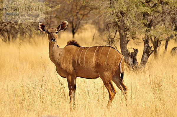 Kudu-Kuh (Tragelaphus strepsiceros) im hohen Gras bei der Wasserstelle Goas  Etosha-Nationalpark  Namibia  Afrika