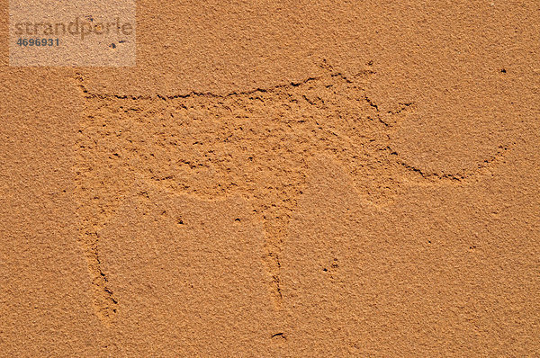 Felsgravur eines Nashorns in den Mik-Bergen  Damaraland  Namibia  Afrika