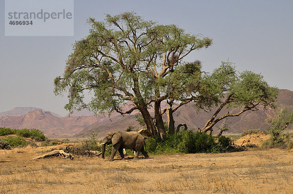 Wüsten-Elefant (Loxodonta africana) im Huab-Trockenfluss  Damaraland  Namibia  Afrika