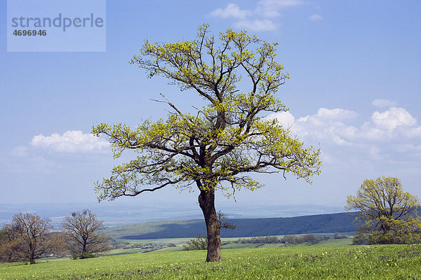 Frühlingslandschaft  B_rov· Naturdenkmal  BÌlÈ Karpaty Landschaftsschutzgebiet  Weiße Karpaten  HodonÌn  Südmähren  Tschechische Republik  Europa