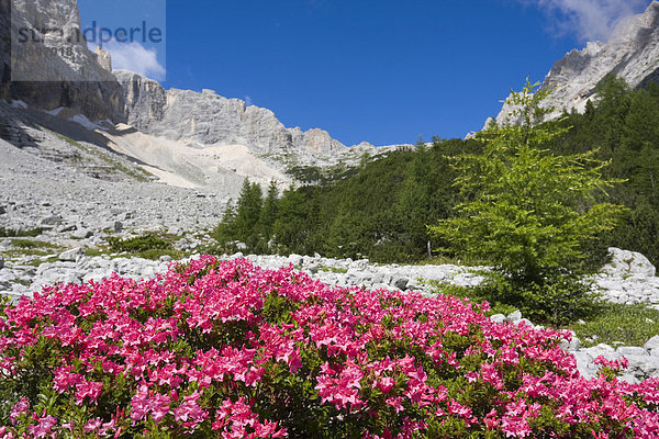 Rhododendron (Rhododendron hirsutum) am Lago di Sorapis See  Gruppo del Sorapiss Berge  Dolomiten  Alto Adige  Südtirol  Alpen  Italien  Europa