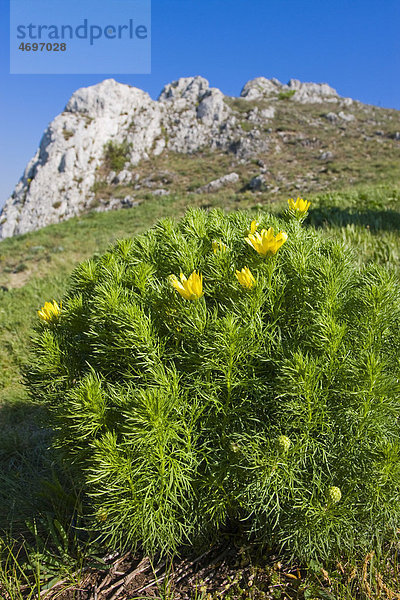 Frühlings-Adonisröschen (Adonis vernalis  Adonanthe vernalis  Chrysocyathus vernalis)  Devin-Kotel-Souteska Naturreservat  Landschaftsschutzgebiet P·lava  Bezirk Breclav  Tschechische Republik  Europa