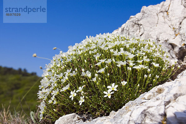 Großblütiges Sandkraut (Arenaria grandiflora  Alsine grandiflora  Arenaria capillacea  Arenaria abietina  Arenaria grandiflora abietina  Cernohorskya grandiflora)  Devin-Kotel-Souteska Naturreservat  Landschaftsschutzgebiet P·lava  Bezirk Breclav  Tschechische Republik  Europa