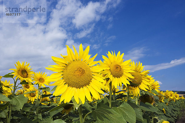 Sonnenblumen (Helianthus anuus)