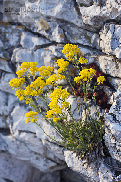 Gold-gelbes Steinkraut  Felsen-Steinkraut  Aurinium oder Alyssum (Aurinia saxatilis  Alyssum saxatile  Alyssum saxatile var. compactum  Aethionema saxatile)  Tabulova  Ruzovy vrch a Kocici Kamen  nationales Schutzgebiet  Palava Landschaftsschutzgebiet  Breclav Bezirk Südmähren  Tschechische Republik  Europa