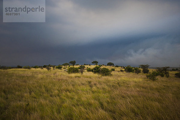 Serengeti mit dunklen Gewitterwolken  Tansania  Afrika