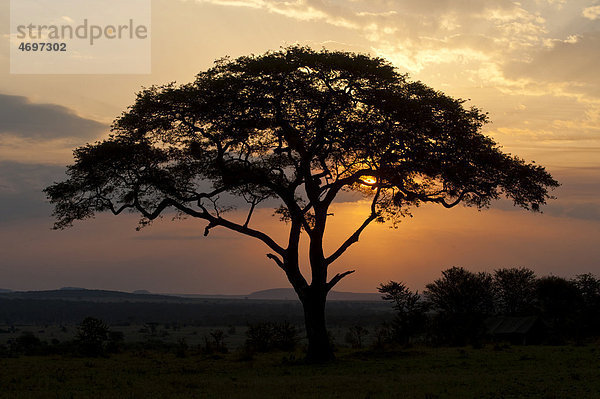 Schirmakazie (Acacia tortilis) bei Sonnenuntergang in der Serengeti  Tansania  Afrika