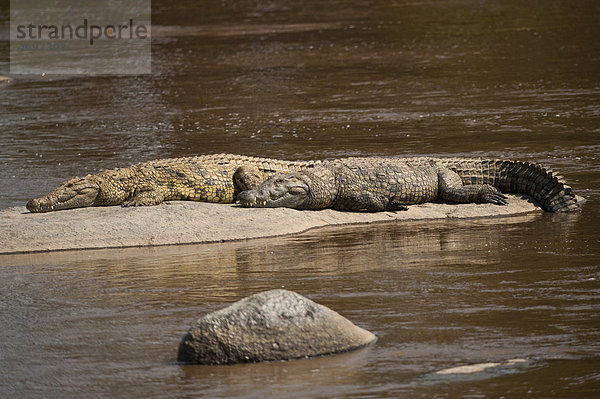 Nilkrokodile (Crocodylus niloticus)  Mara Fluss  Tansania  Afrika