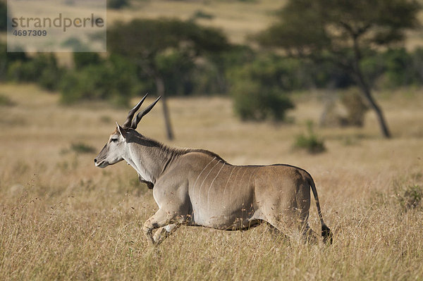 Laufende Elanantelope  Eland (Taurotragus oryx)  Serengeti  Tansania  Afrika