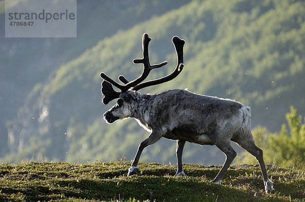 Rentier oder Ren (Rangifer tarandus)  Finnmark  Norwegen  Skandinavien  Europa