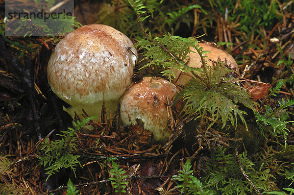 Hallimasch (Armillaria spp.)  Pilze mit Moos  Norwegen  Skandinavien  Europa