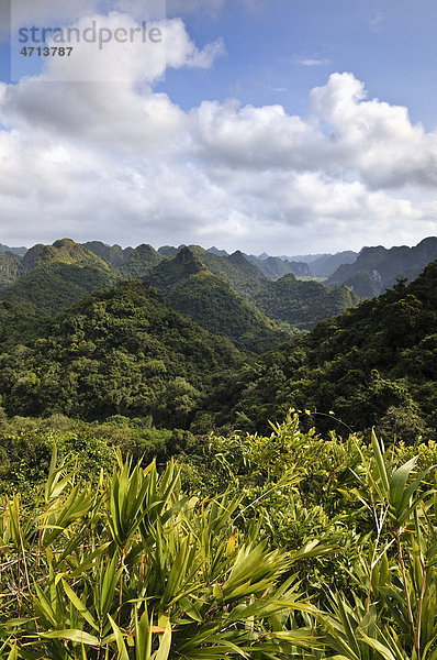 Cat Ba Nationalpark  auf dem Weg zum Ngu Lam Gipfel  Kim Giao Wald  UNESCO Biospärenreservat  Vietnam  Südostasien