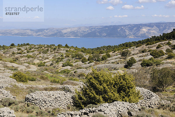 Mit Steinmauern geschützte Lavendelfelder  Insel Hvar  Kroatien  Europa