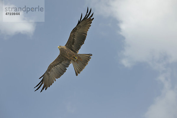 Schwarzer Milan (Milvus migrans)  Greifvogelwarte Burg Landskron  Kärnten  Österreich  Europa