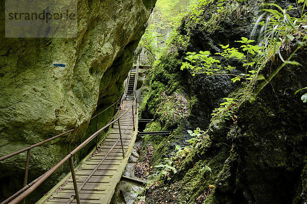 Steiganlage in der Steinwandklamm  Triestingtal  Niederösterreich  Österreich  Europa