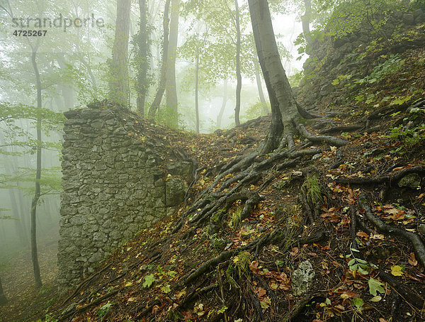 Reste der Ruine im Nebel  Arnstein  Niederösterreich  Österreich  Europa