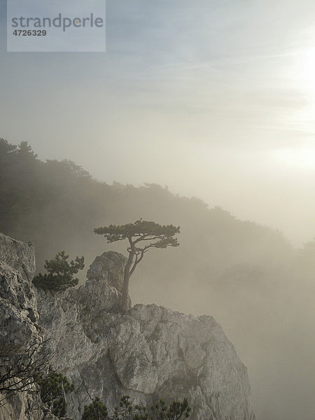 Schwarzföhre oder Schwarzkiefer (Pinus nigra) auf Felsen bei Nebel  Peilstein  Triestingtal  Niederösterreich  Österreich  Europa