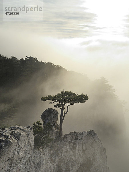 Schwarzföhre oder Schwarzkiefer (Pinus nigra) auf Felsen bei Nebel  Peilstein  Triestingtal  Niederösterreich  Österreich  Europa