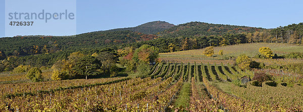 Herbstliche Weinberge bei Sooß  Niederösterreich  Österreich  Europa