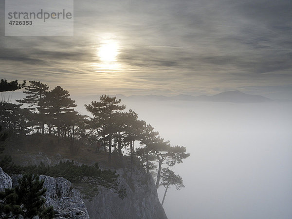 Schwarzföhren (Pinus nigra) und Nebelstimmung  Peilstein  Triestingtal  Niederösterreich  Österreich  Europa